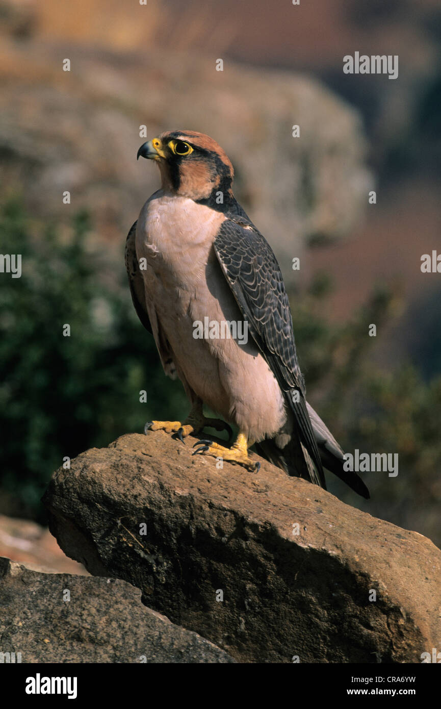 Lanner Falcon (Falco biarmicus), Naturschutzgebiet Giant's Castle, Drakensberg, KwaZulu-Natal, Südafrika, Afrika Stockfoto