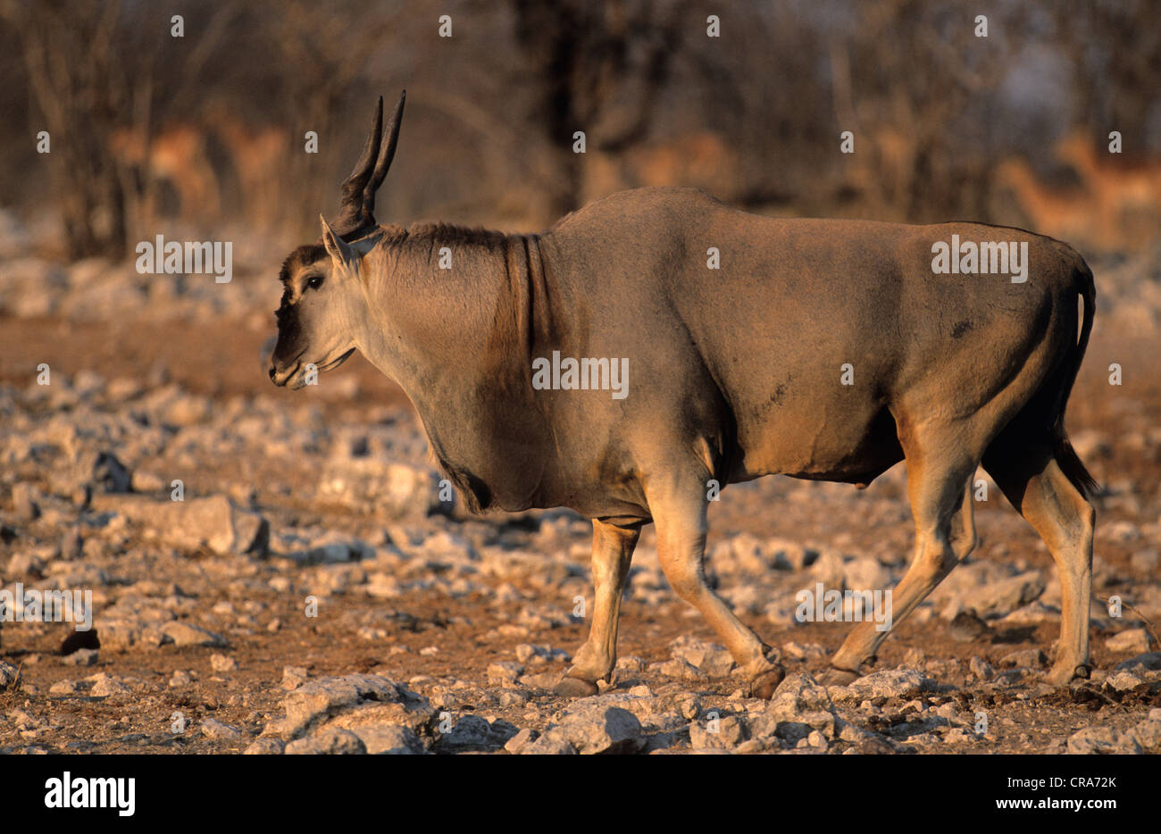 Elenantilope (taurotragus Oryx), Etosha National Park, Namibia, Afrika Stockfoto