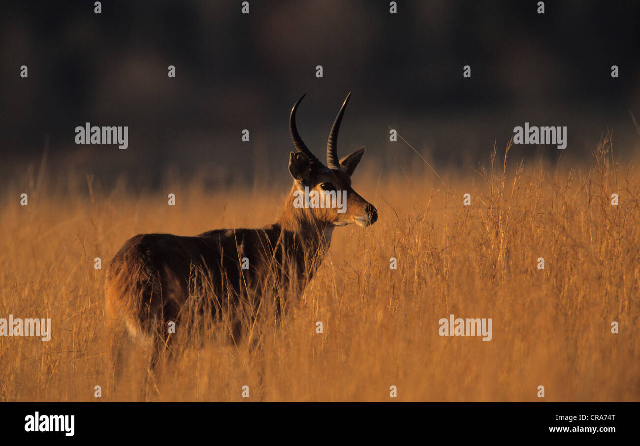 Gemeinsame riedböcke (redunca arundinum), Midmar Nature Reserve, Südafrika, Afrika Stockfoto