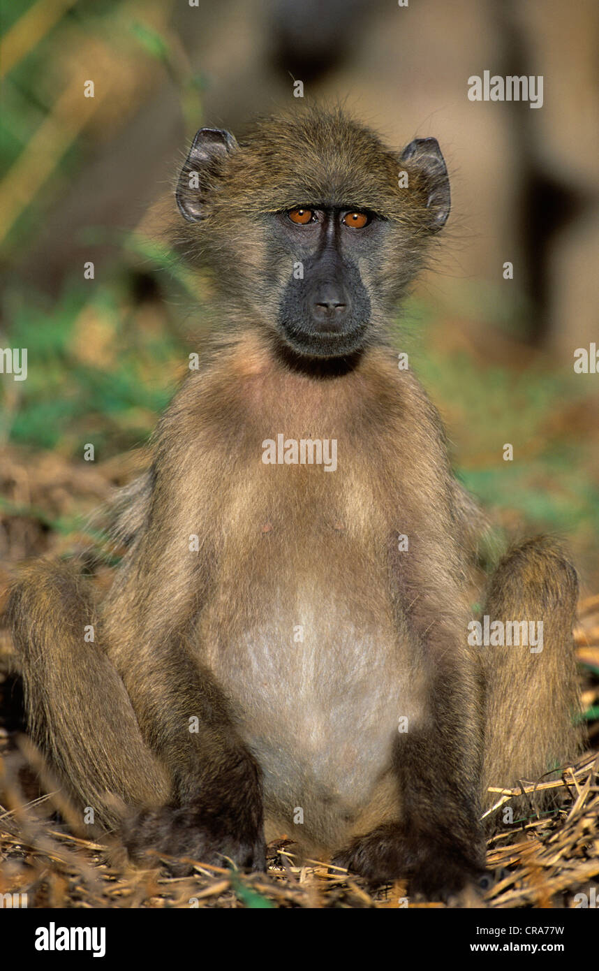 Chacma baboon (papio ursinus), Krüger Nationalpark, Südafrika, Afrika Stockfoto