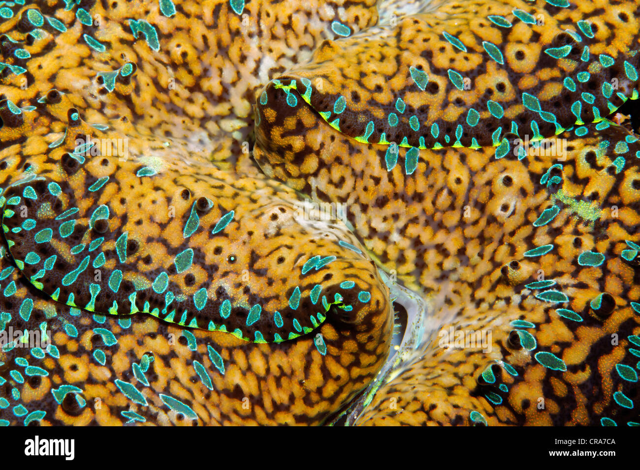 Riesenmuschel (Tridacna Gigas), Detail, Great Barrier Reef, UNESCO-Weltkulturerbe, Cairns, Queensland, Australien, Pazifik Stockfoto