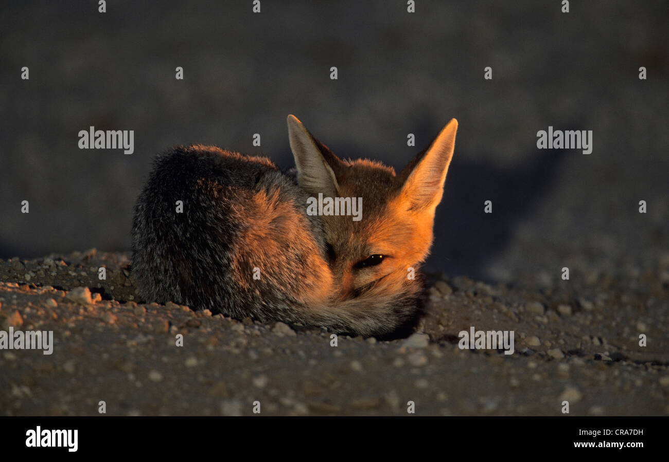 Cape Fox (vulpes Chama), Kgalagadi Transfrontier Park, Kalahari, Südafrika, Afrika Stockfoto