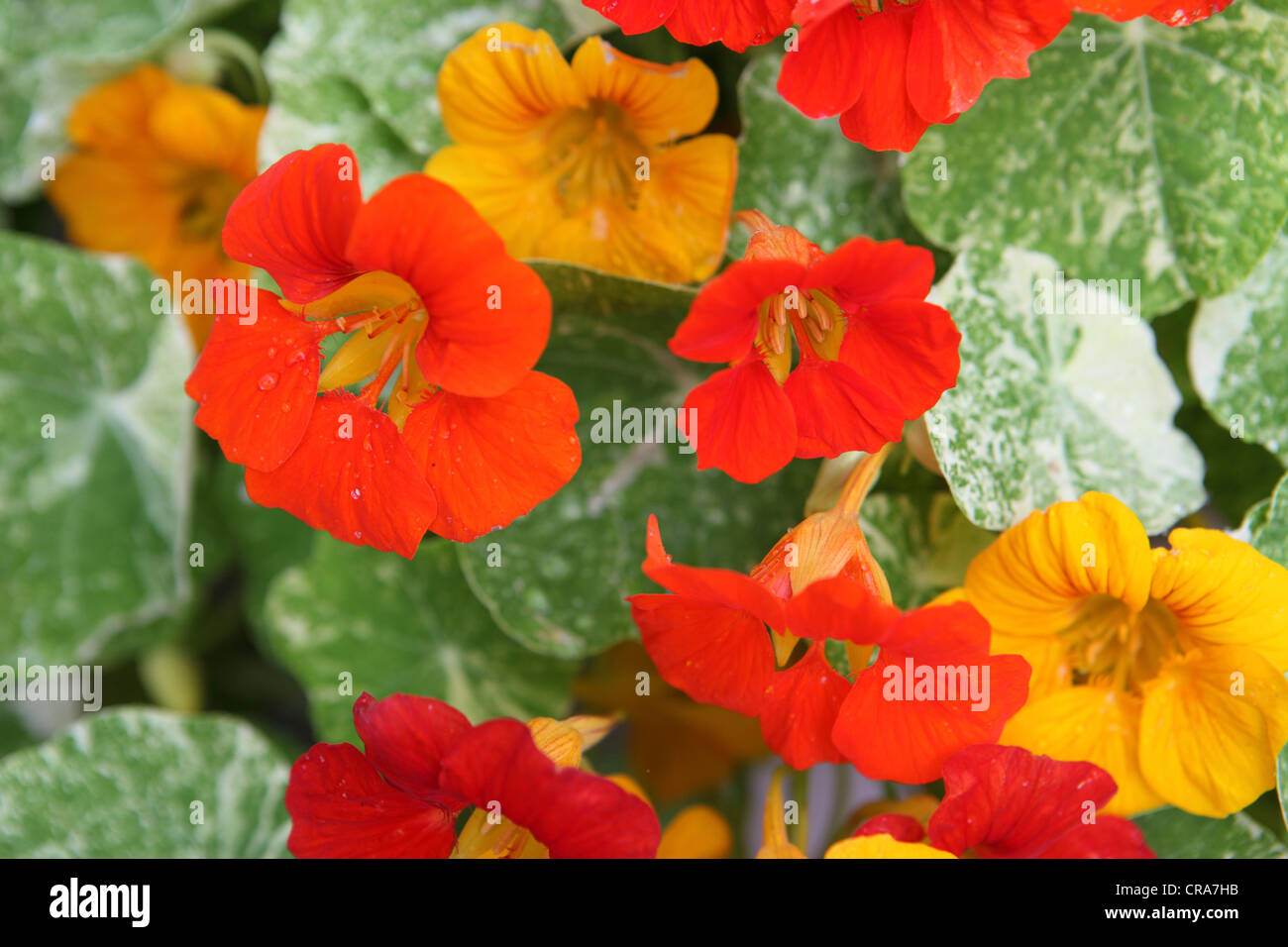 Orange und gelb Alaska Kapuzinerkresse Blüten und Blätter Nahaufnahme Container Garten Stockfoto