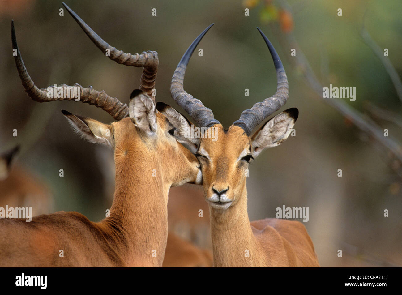 Impala (Aepyceros melampus), die gegenseitige Fellpflege, Krüger Nationalpark, Südafrika, Afrika Stockfoto