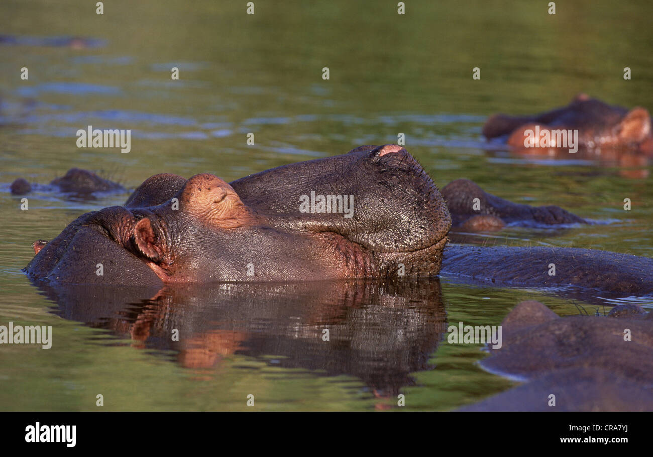 Flusspferd (hippopotamus amphibius), Krüger Nationalpark, Südafrika, Afrika Stockfoto