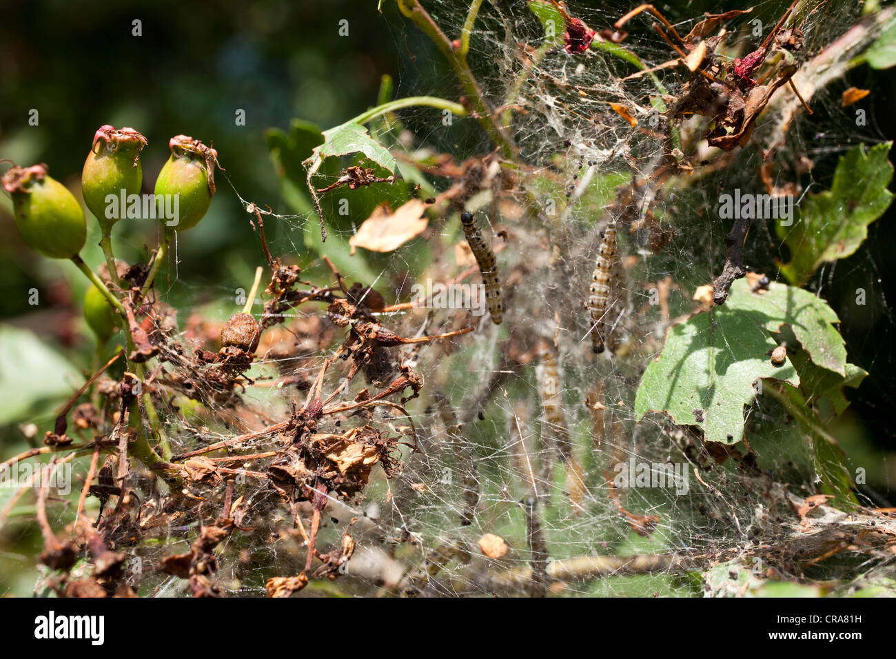 Raupen auf Hagedorn Stockfoto