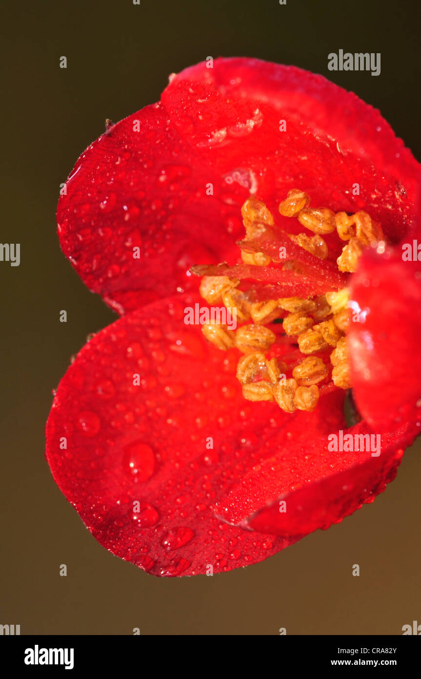 Eine helle rote Japonica oder blühende Quitte UK Stockfoto