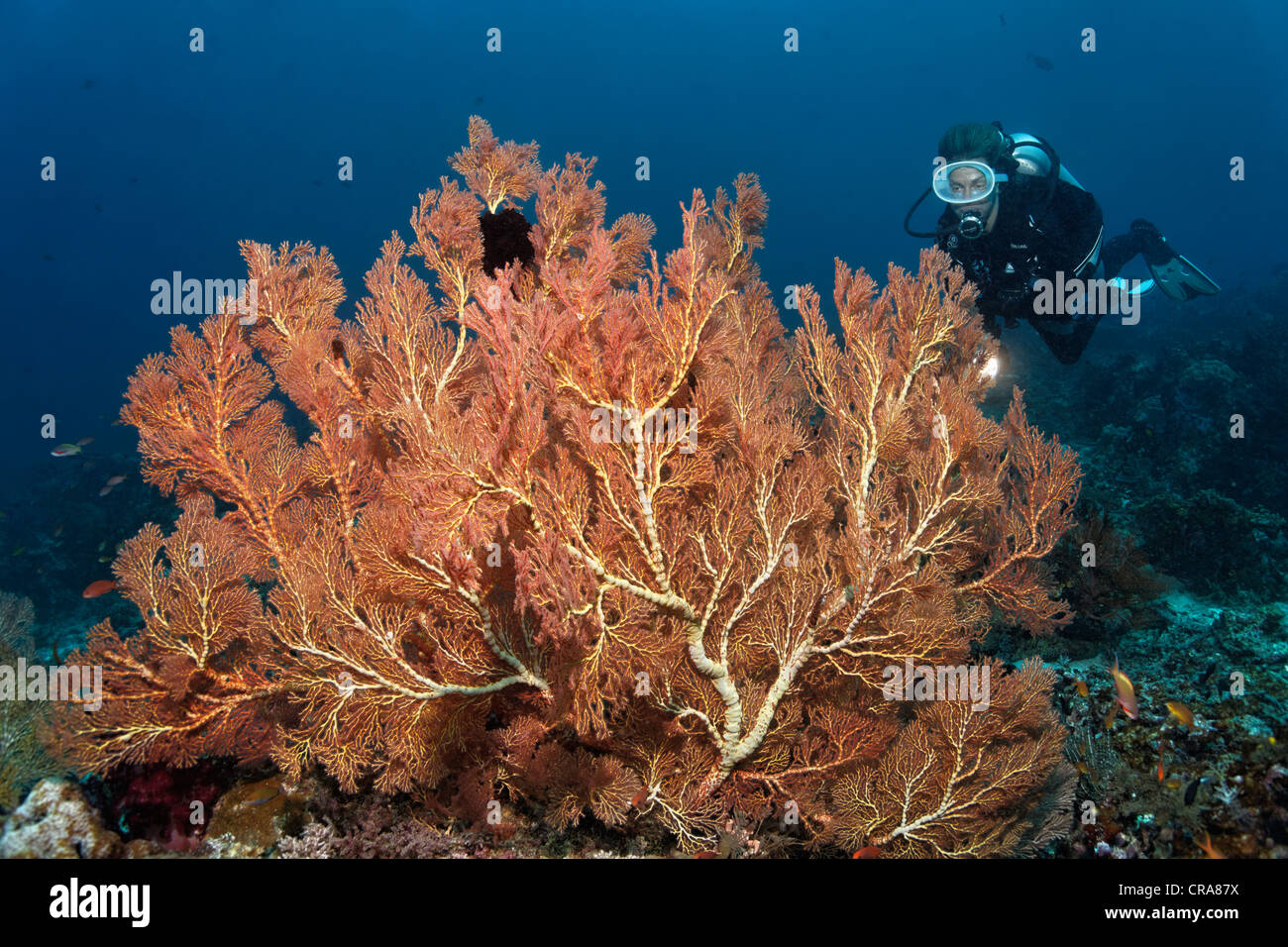 Scuba Diver beobachten, große, rote Gorgonien oder Gorgonien (Melithaea SP.) an einem Korallenriff Great Barrier Reef Stockfoto