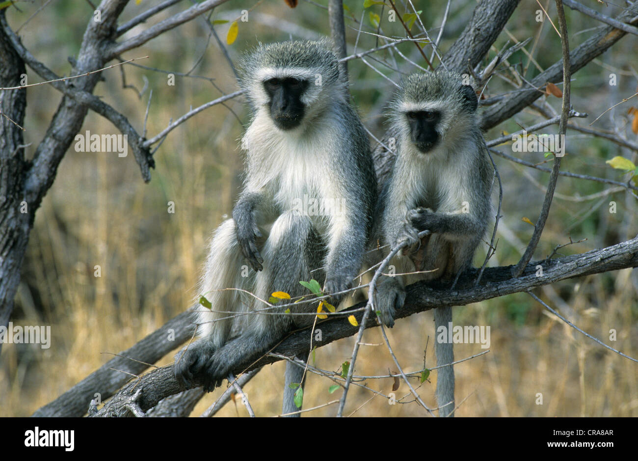 Meerkatze (chlorocebus pygerythrus), Krüger Nationalpark, Südafrika, Afrika Stockfoto