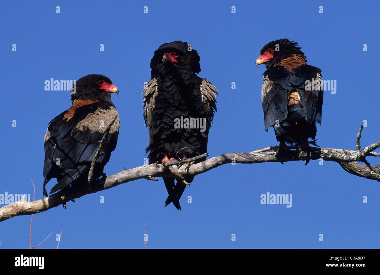 Sie (Terathopius ecaudatus), Krüger Nationalpark, Südafrika, Afrika Stockfoto