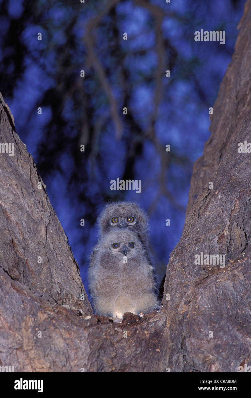 Gefleckte Uhu (Bubo africanus), Küken im Nest, Kgalagadi Transfrontier Park, Kalahari, Südafrika, Afrika Stockfoto