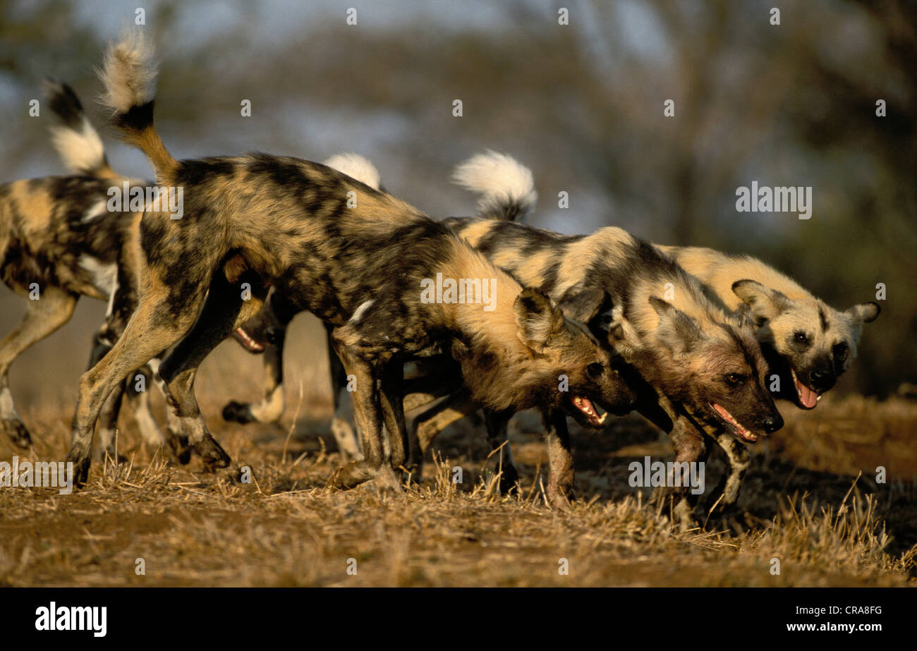 Wildhund (Lycaon pictus), gefährdete Arten, Jagd im Rudel, Krüger Nationalpark, Südafrika, Afrika Stockfoto