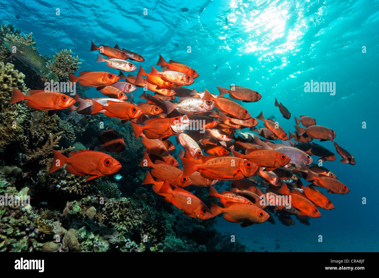 Schule der Fische, Great Barrier Reef, UNESCO-Weltkulturerbe, Queensland, Cairns, Australien, Pazifik Stockfoto