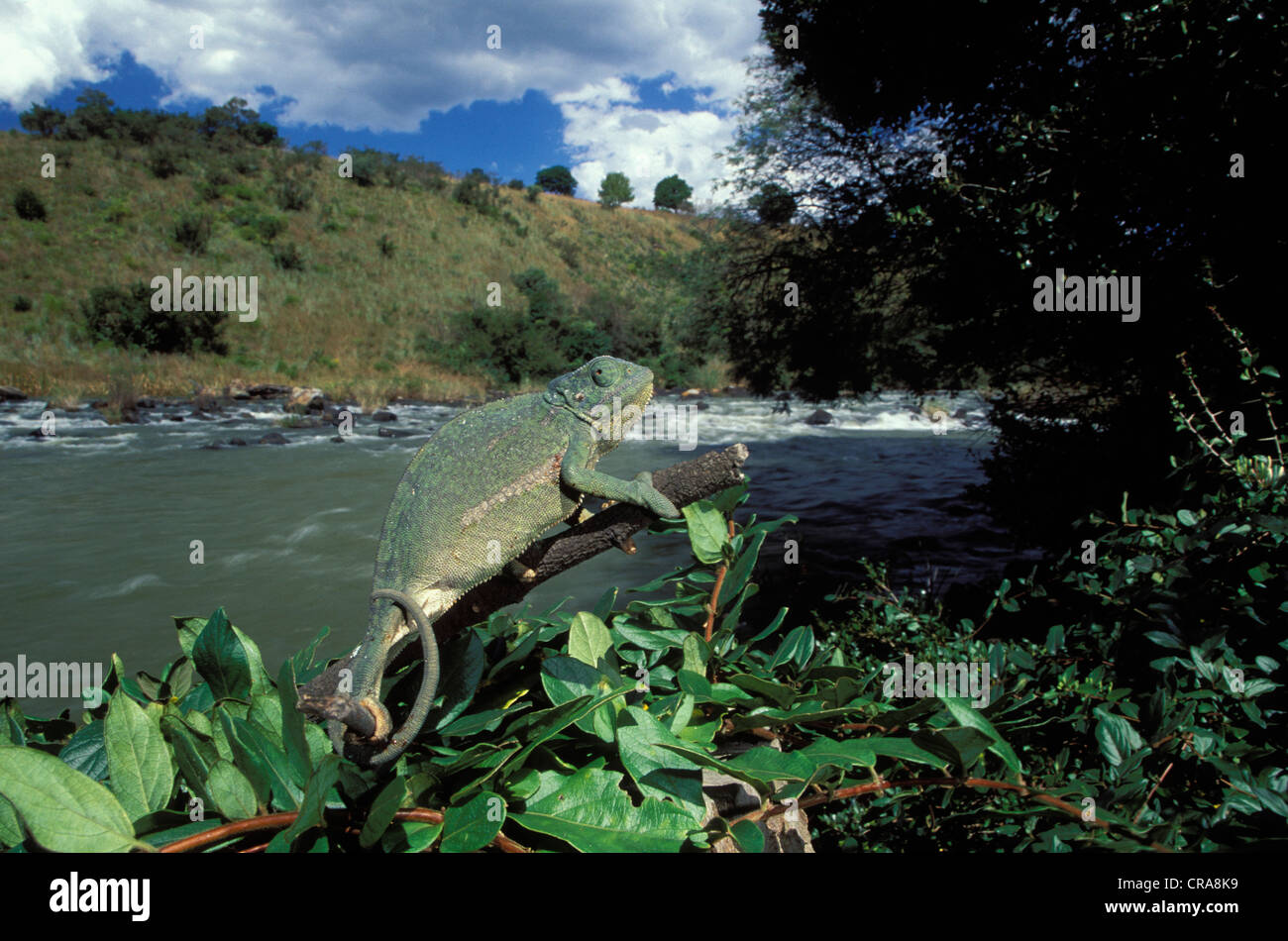 Klappe - Hals Chameleon (chamaeleo dilepis), im Fluss Lebensraum, Kwa-zulunatal, Südafrika, Afrika Stockfoto