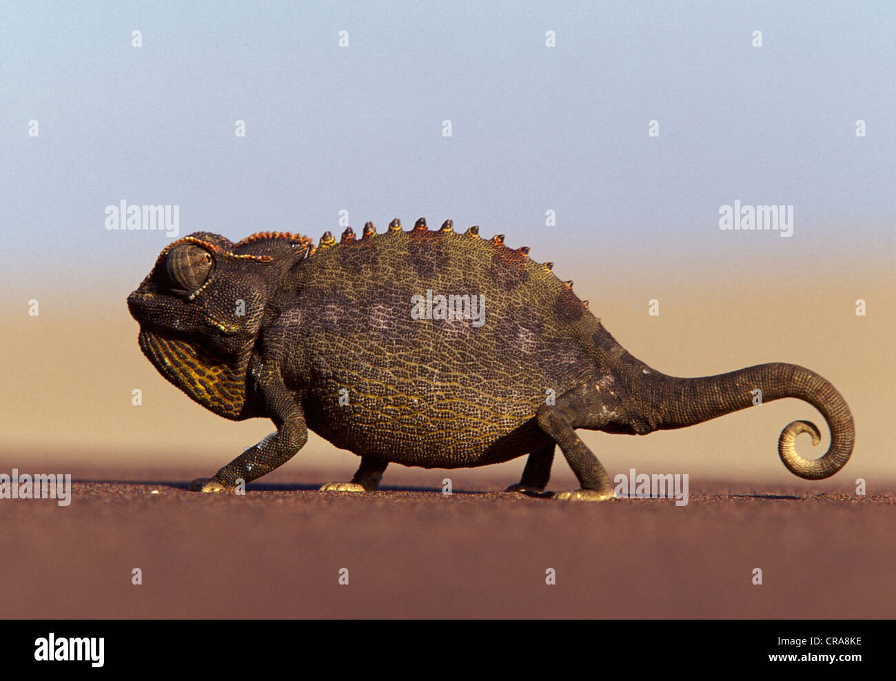 Namaqua Chamäleon (chamaeleo namaquensis), masse Wohnung Arten, Wüste Namib, Namibia, Afrika Stockfoto