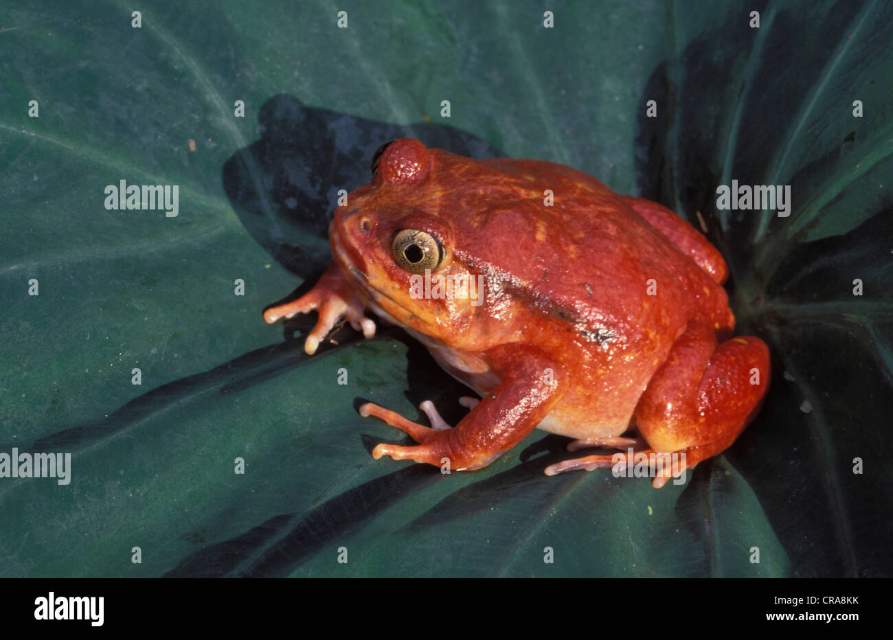 Tomate Frosch oder crapaud rouge de Madagaskar (dyscophus antongilii), gefährdete Arten, giftige, Madagaskar Stockfoto