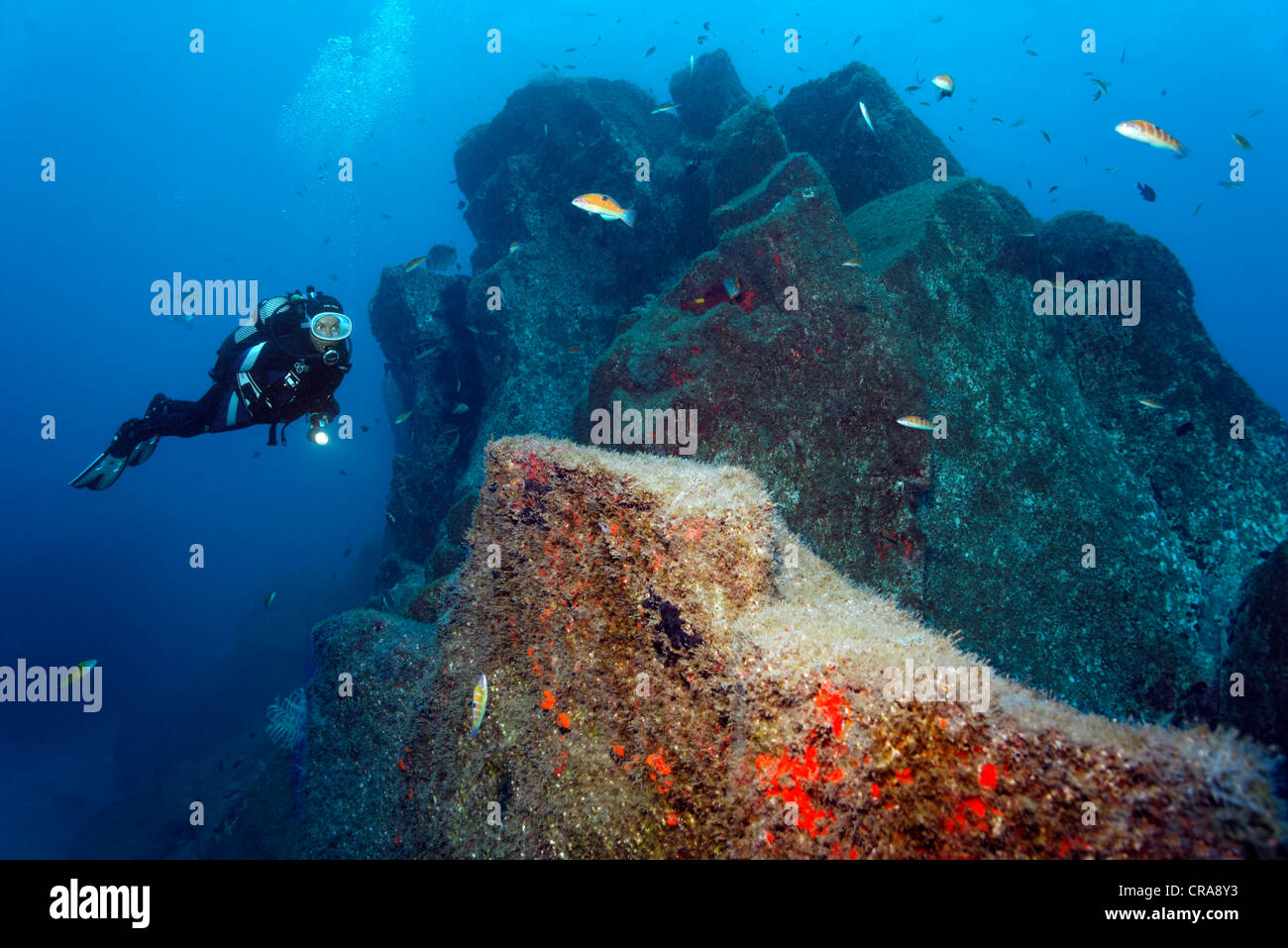 Scuba Diver Blick auf Felsen bewachsen mit roter Schwamm (Spirastrella Cunctatrix) und einige verzierte Lippfisch (Thalassoma Pavo) Stockfoto