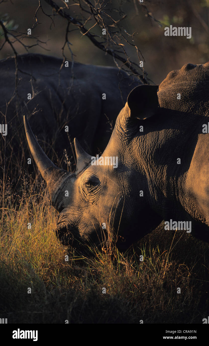 Weiße Nashörner (Rhinocerotidae)), Beweidung, Sabi Sabi Game Reserve, Krüger Nationalpark, Südafrika, Afrika Stockfoto