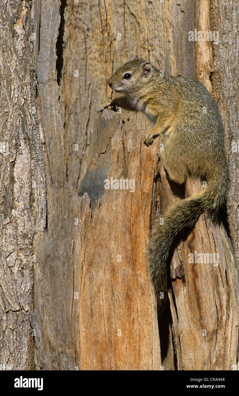 Afrikanischen baum Eichhörnchen oder Smith (paraxerus cepapi Bush Eichhörnchen), Krüger Nationalpark, Südafrika, Afrika Stockfoto