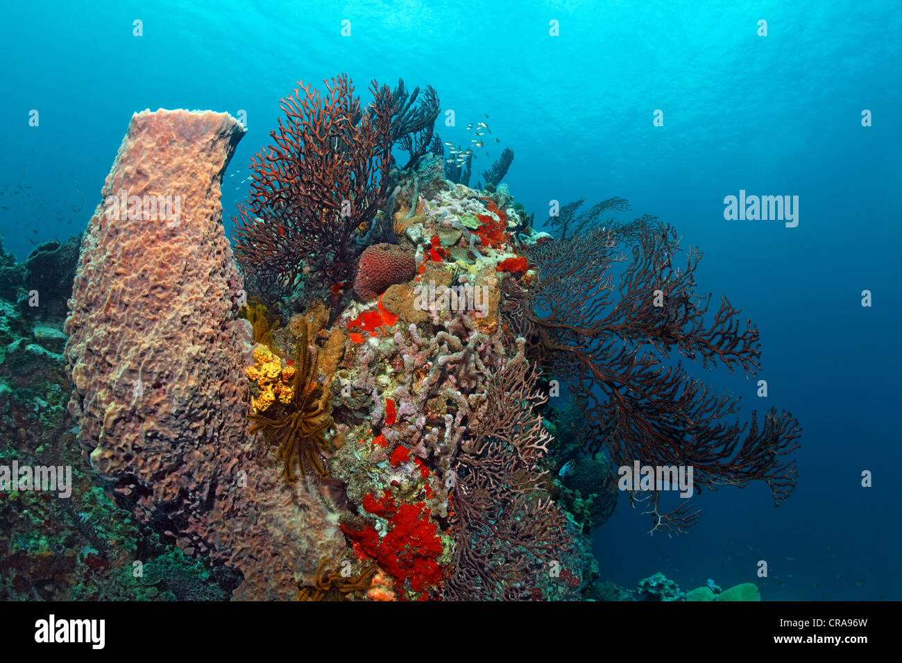 Karibik Barrel Sponge (Xestospongia Muta) mit Tiefsee Gorgonien (Iciligorgia Schrammi) im Coral Reef, St. Lucia Stockfoto