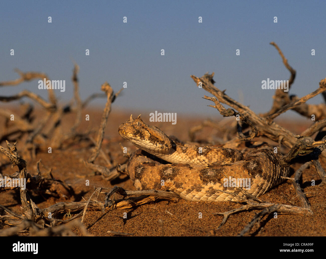 Horned adder (bitis caudalis), Wüste Namib, Namibia, Afrika Stockfoto
