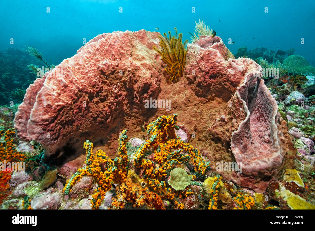 Golden Criniod Arme (Crinoidea) aus Karibik-Fass-Schwamm (Xestspongiagia Muta), St. Lucia, Inseln unter dem Winde Stockfoto