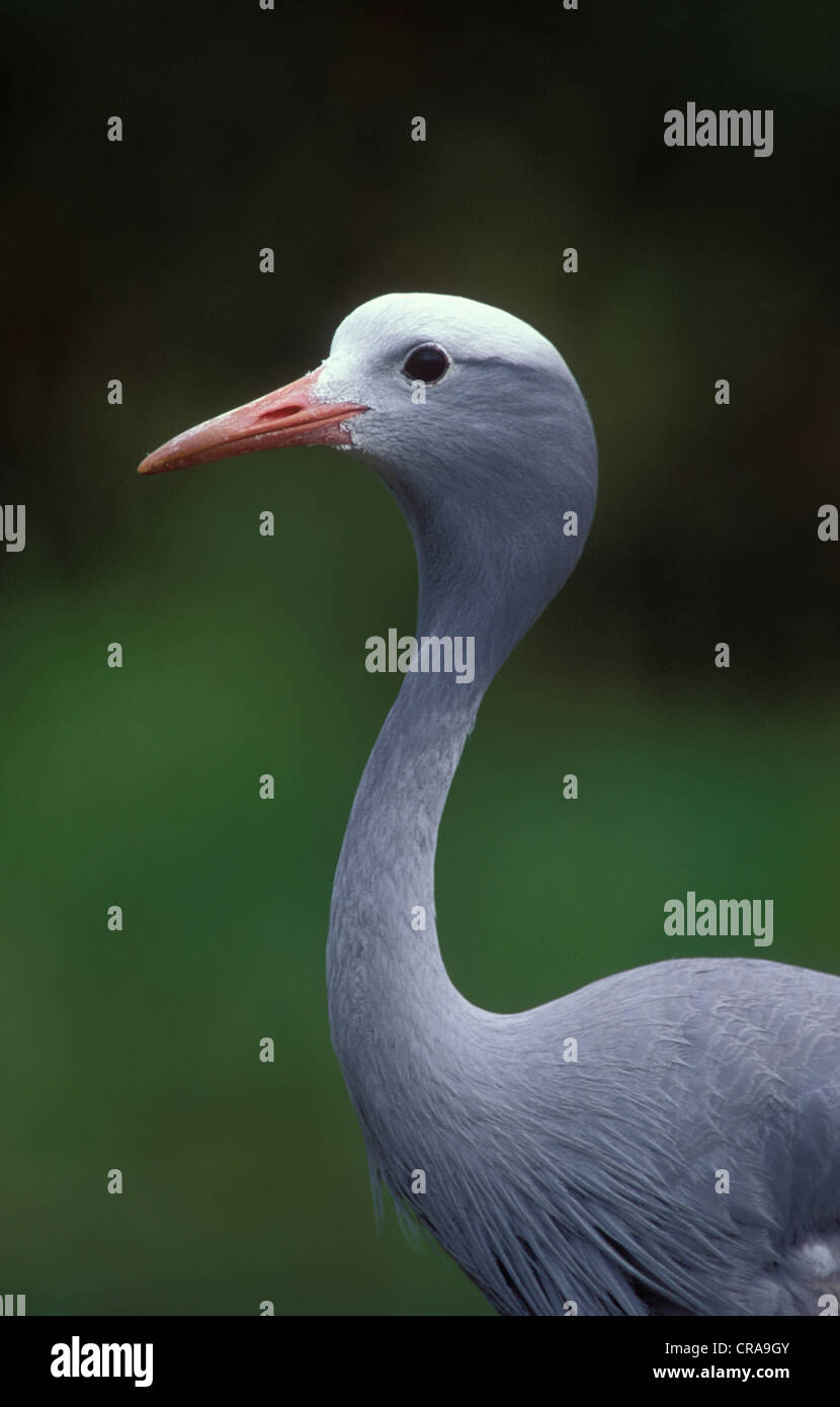 Blue Crane (anthropoides rothschildi), gefährdete Arten, Südafrika, Afrika Stockfoto