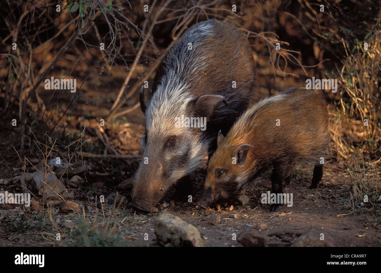 Buschschwein (potamochoerus Porcus), Mutter und Jungtiere, Krüger Nationalpark, Südafrika Stockfoto