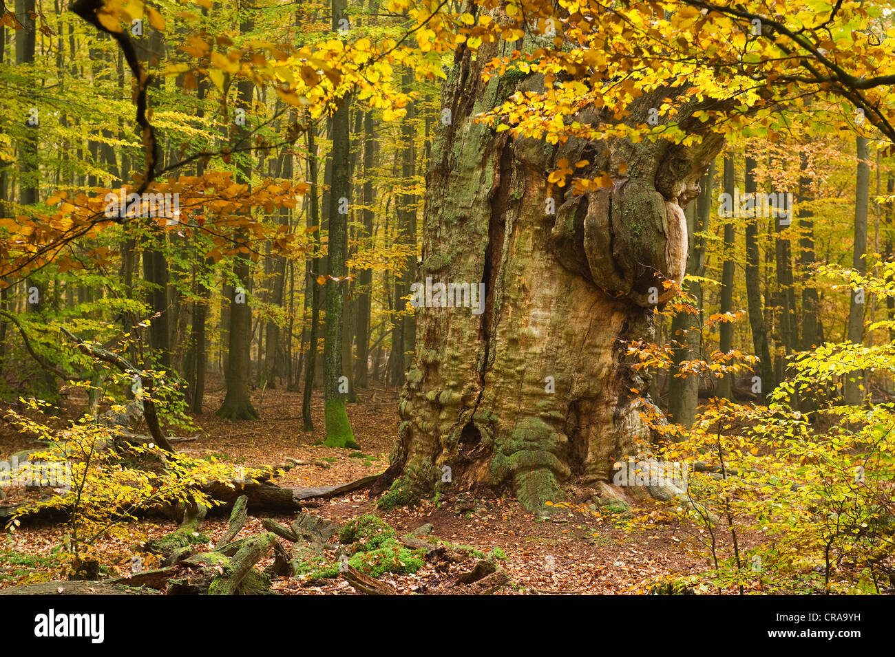 Eiche (Quercus), Urwaldrelikt Sababurg Urwald, Reinhardswald, Hofgeismar, Hessen, Norddeutschland, Europa Stockfoto