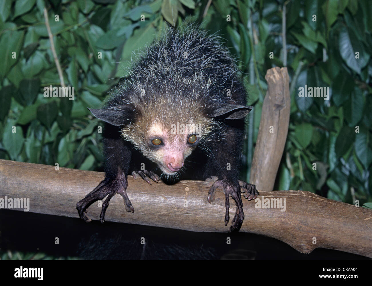 Aye Aye (daubentonia madagascarensis), Captive, Madagaskar, Afrika Stockfoto