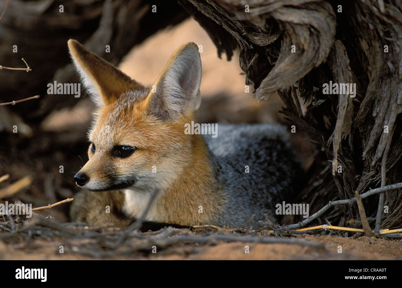 Cape Fox (vulpes Chama), Kgalagadi Transfrontier Park, Kalahari, Südafrika Stockfoto