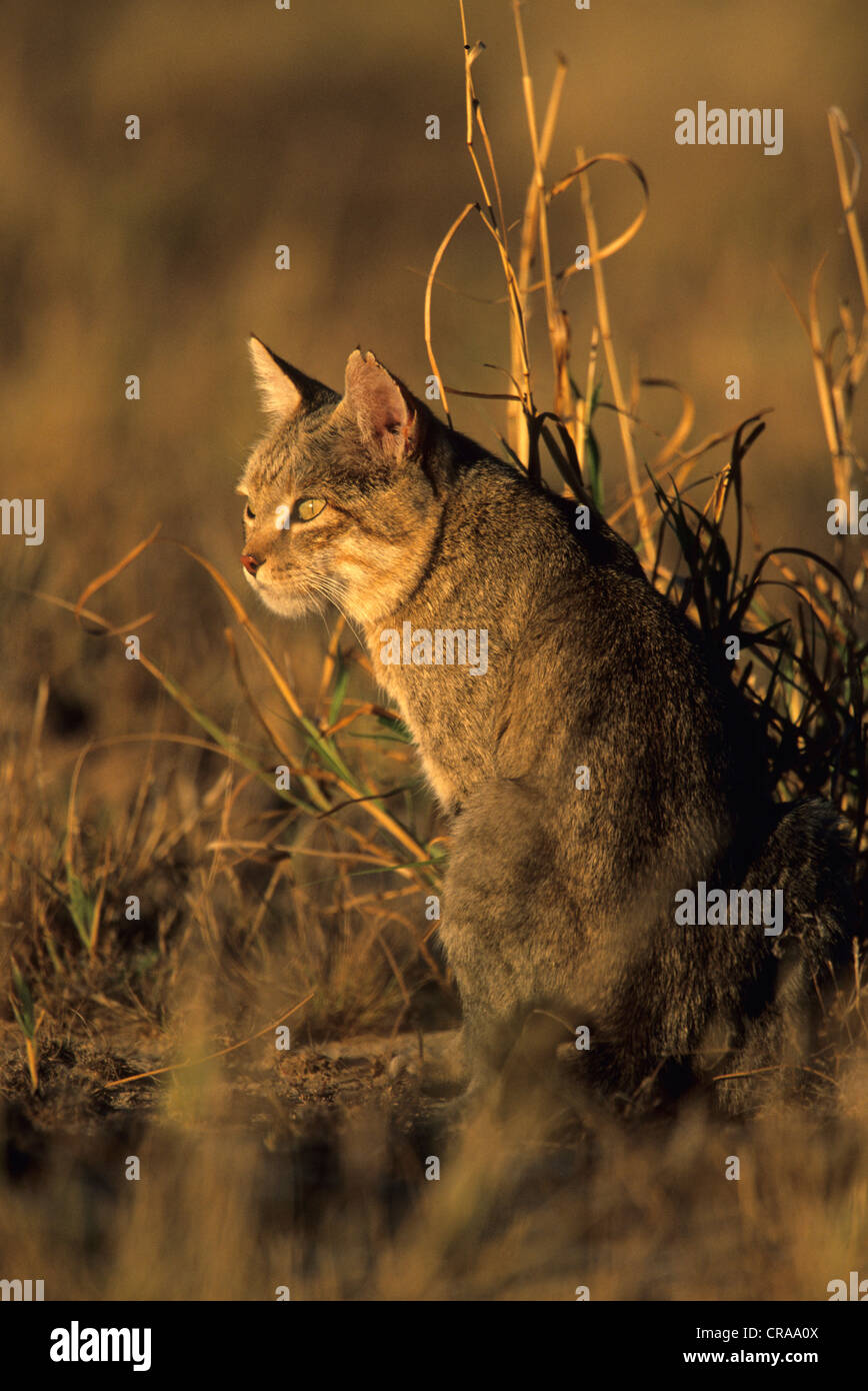 Afrikanische Wildkatze (Felis lybica), Kgalagadi Transfrontier Park, Kalahari, Südafrika Stockfoto