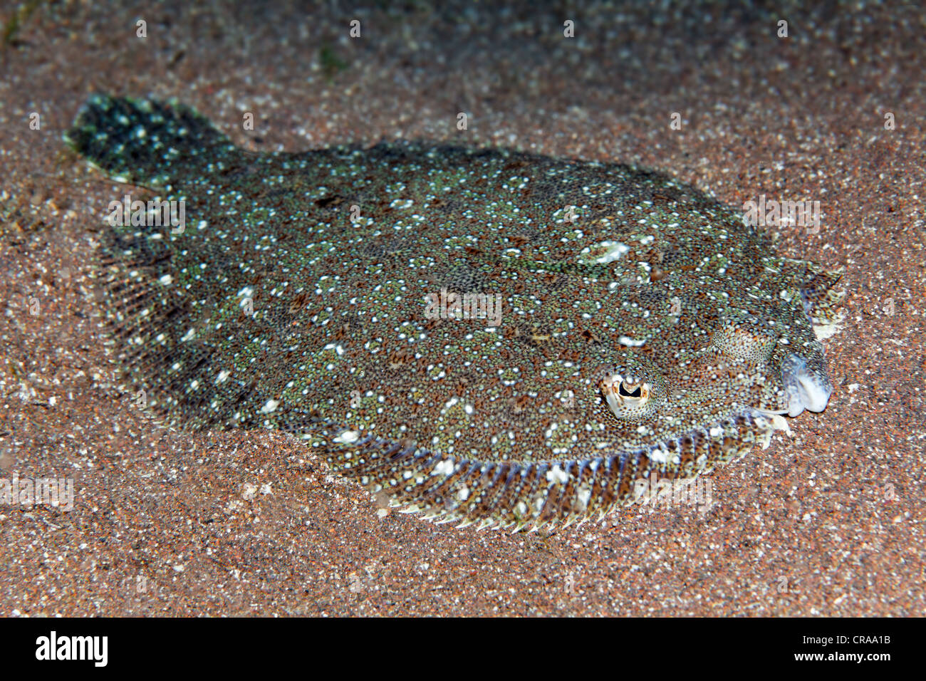 Mit weit aufgerissenen Augen Flunder (Bothus Podas) auf sandigem Boden, Madeira, Portugal, Europa, Atlantik Stockfoto