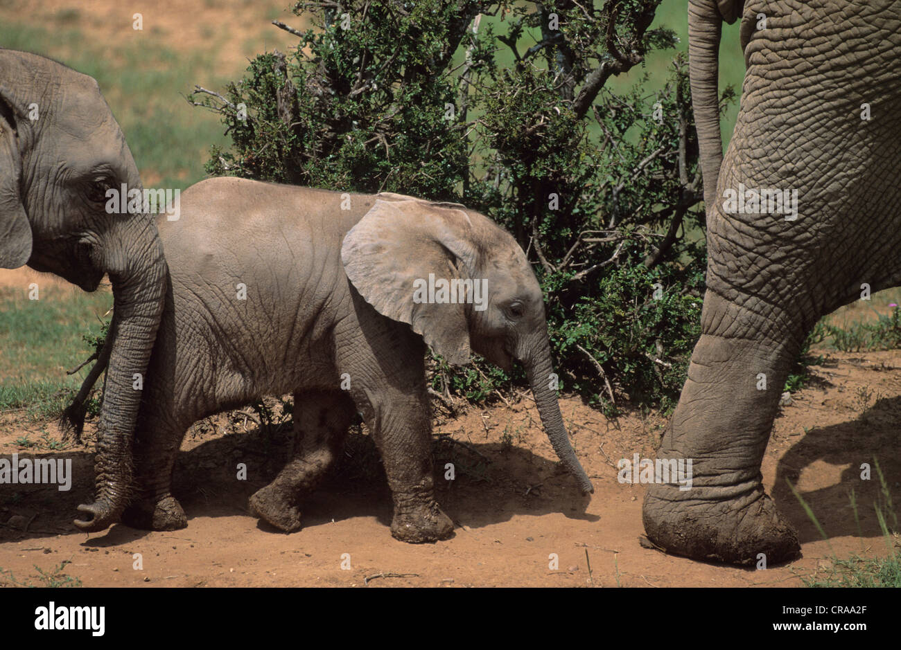 Afrikanische Elefanten (loxodonta Africana), Kalb, Addo Elephant National Park, Südafrika, Afrika Stockfoto