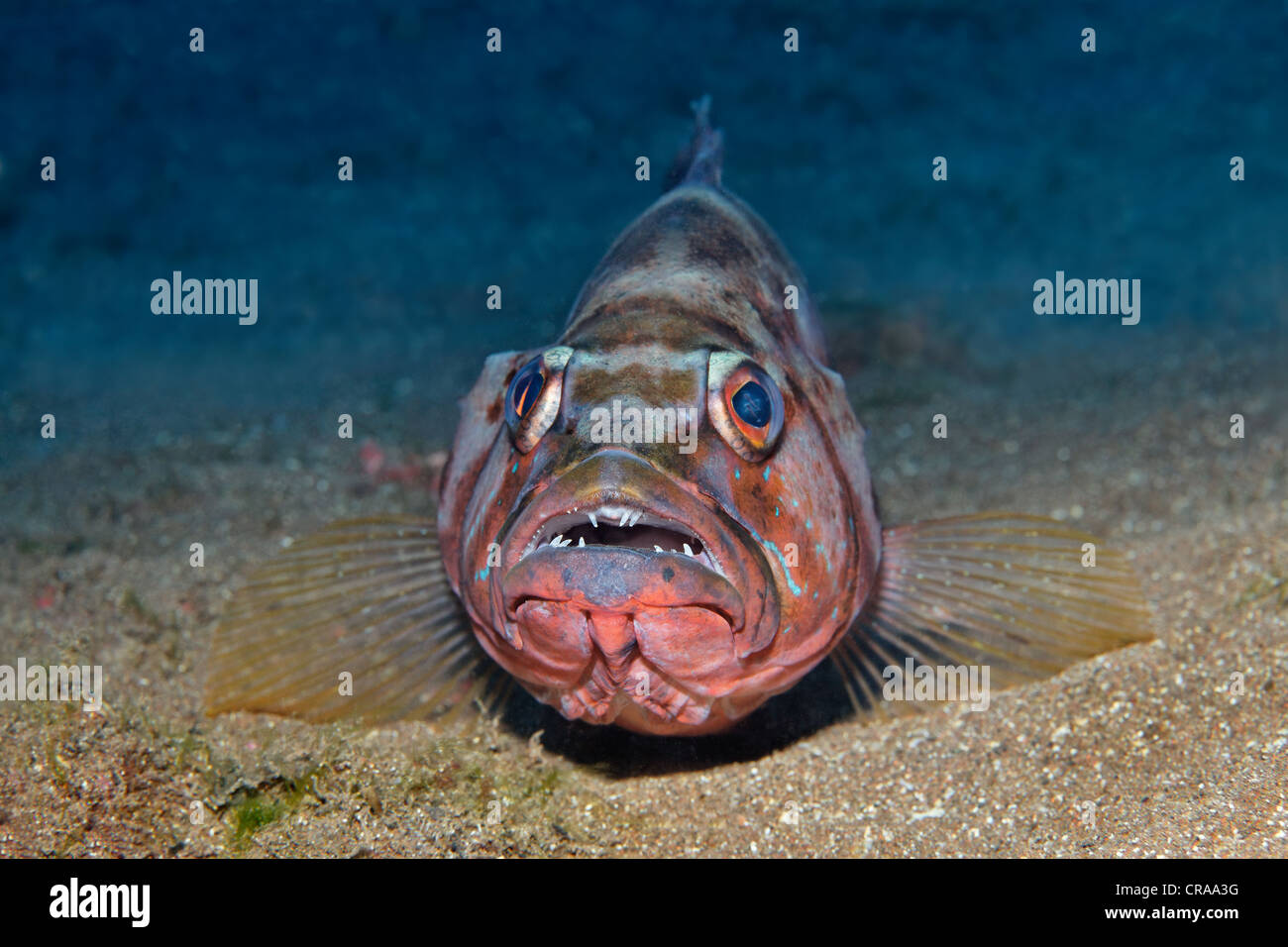 Blacktail Comber, (Serranus Atricausa), Sandboden, Madeira, Portugal, Europa, Atlantik Stockfoto