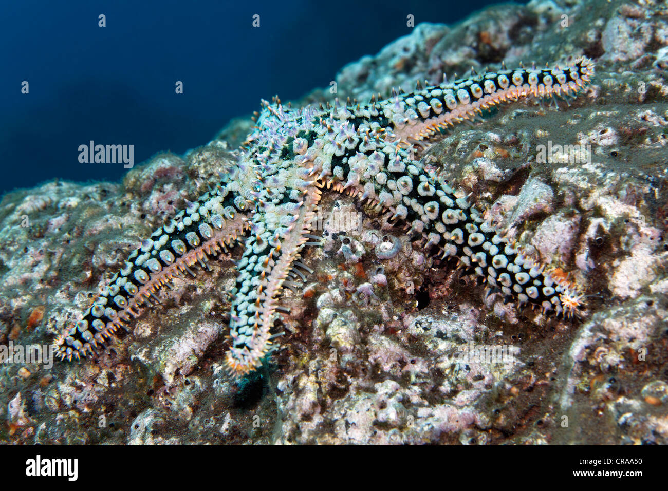 Stacheligen Seesterne oder Dornen Starfish (Coscinasterias Tenuispina) auf felsigem Boden, Madeira, Portugal, Europa, Atlantik Stockfoto