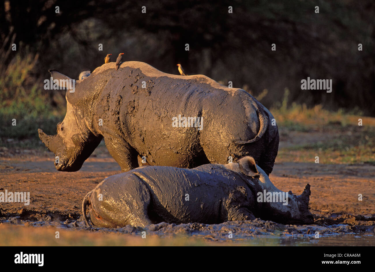 Weiße Nashörner (Rhinocerotidae)), im Schlamm wälzen, gefährdete Arten, Krüger Nationalpark, Südafrika, Afrika Stockfoto