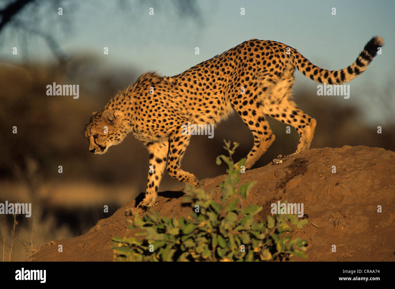 Gepard (Acinonyx jubatus), okonjima, Namibia, Afrika Stockfoto
