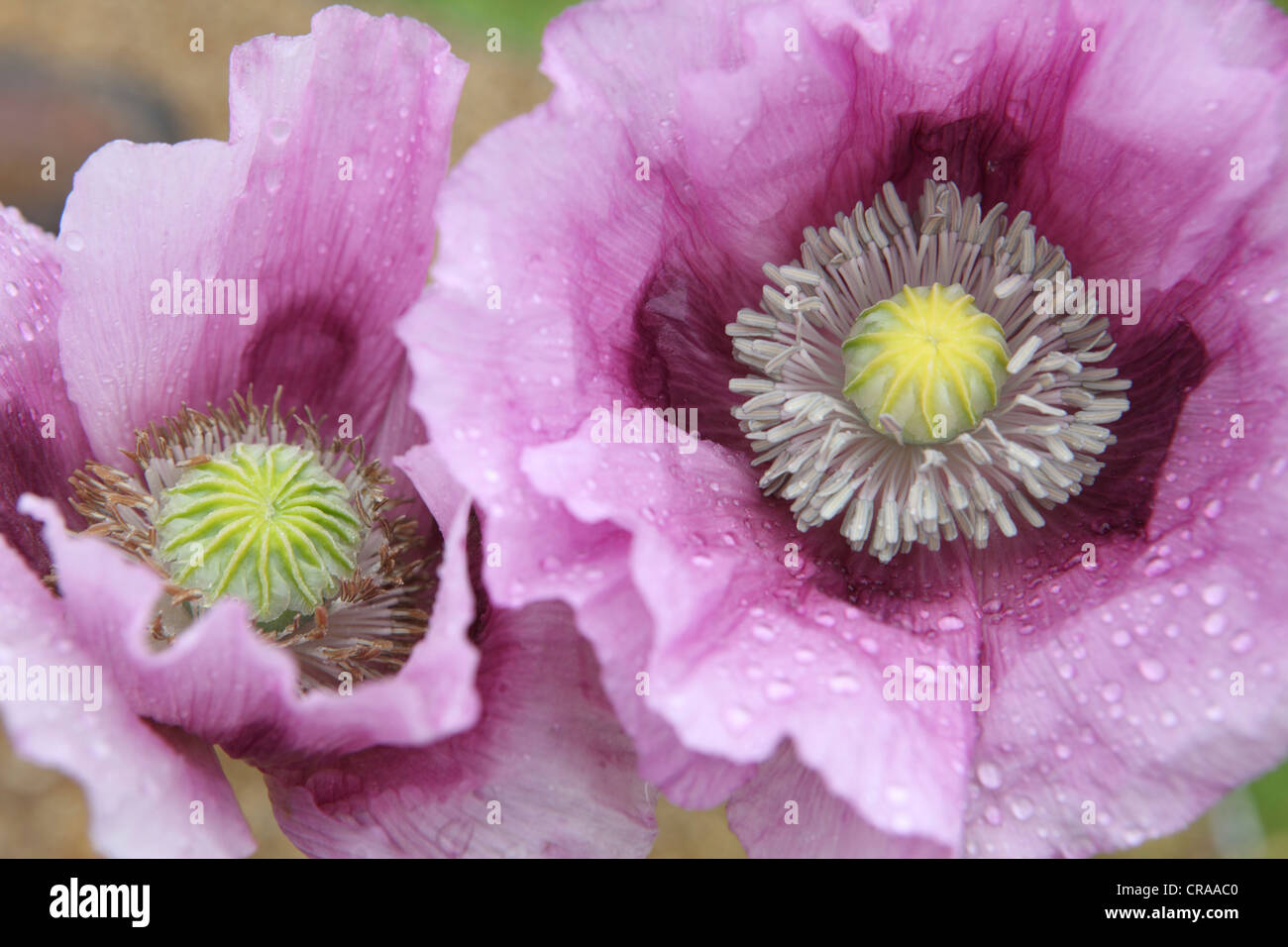 Violett, rosa, lila, Mohn, close-up Blüte mit Regen Tropfen Formen in der Natur, Suffolk, England, UK Stockfoto