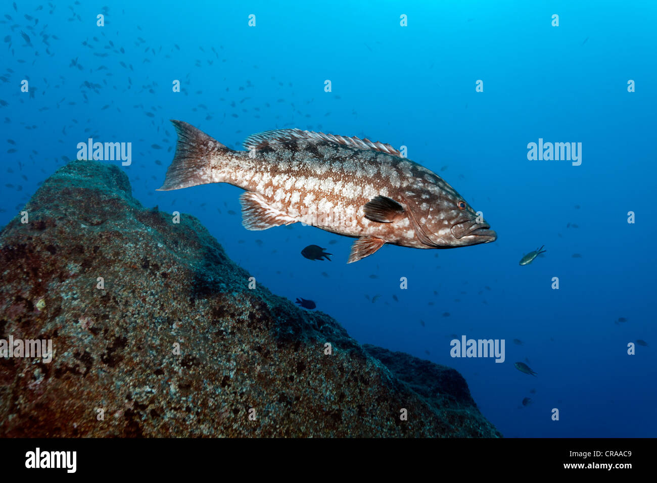 Atlantische Insel Zackenbarsch oder Kamm Zackenbarsch (Mycteroperca Fusca), felsigen Riff, Madeira, Portugal, Europa, Atlantik Stockfoto