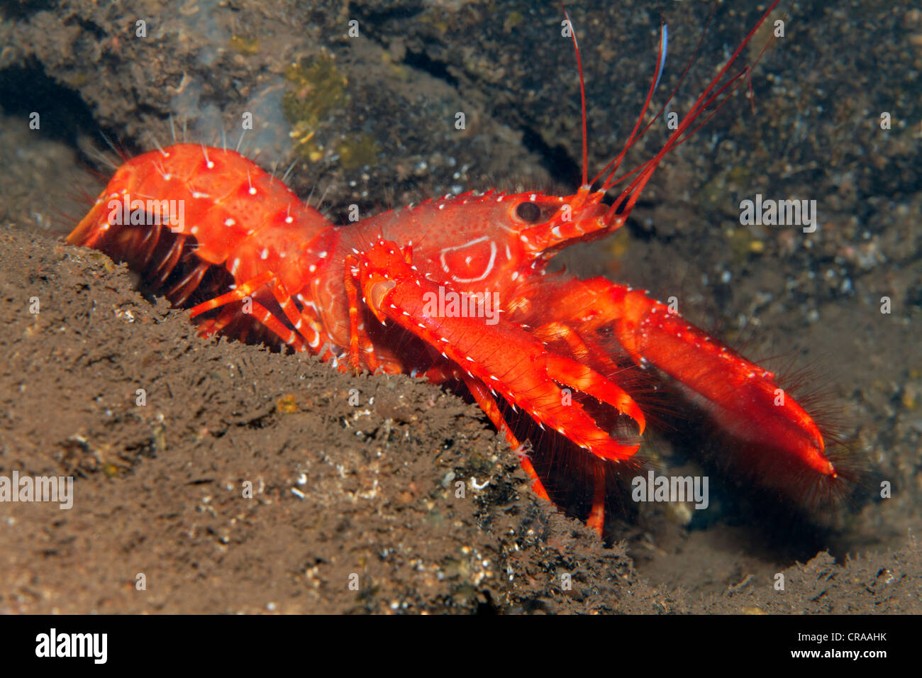 Hummer Shell Fish Reef Lobsters Stockfotos und -bilder Kaufen - Alamy