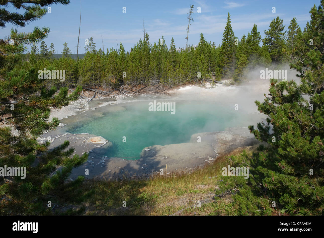 Geysir, Norris Geyser Basin, Yellowstone-Nationalpark, Wyoming, USA Stockfoto