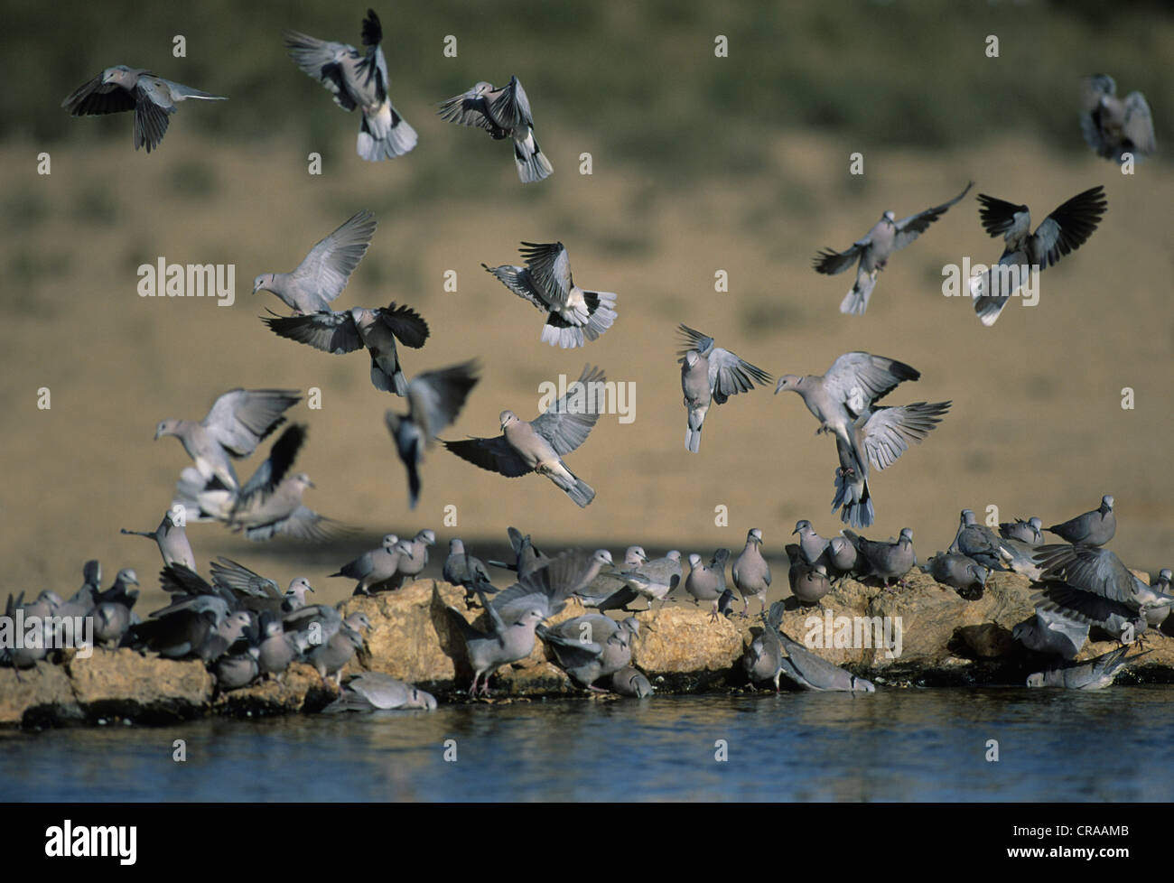 Kap Turteltaube oder Ring-necked dove (streptopelia capicola), Herde am Wasserloch, Kgalagadi Transfrontier Park, Kalahari Stockfoto