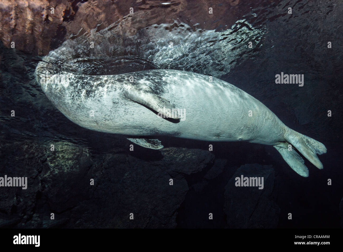 Mittelmeer-Mönchsrobbe (Monachus Monachus), vom Aussterben bedrohte Arten, Weiblich, tauchen aus der Höhle zu atmen, Madeira, Portugal Stockfoto