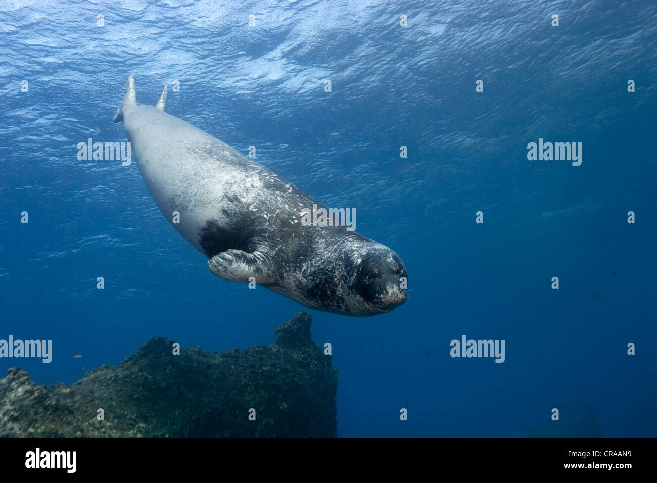 Mittelmeer-Mönchsrobbe (Monachus Monachus), vom Aussterben bedrohte Arten, Weiblich, Tauchen, Madeira, Portugal, Europa, Atlantik, Ocean Stockfoto