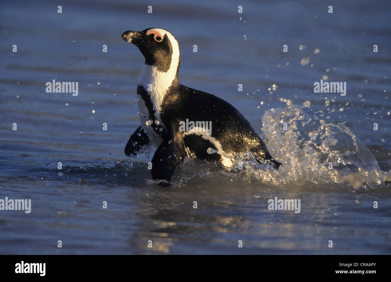 Afrikanischer Pinguin (Spheniscus demersus), Schwimmen, Boulders Beach, Simon's Town, Südafrika Stockfoto