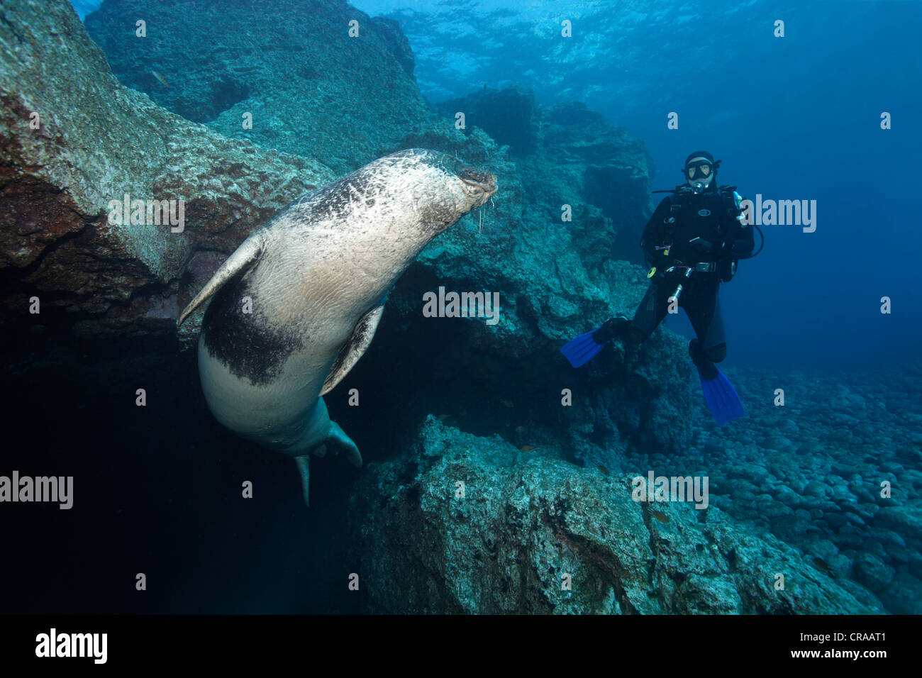 Mittelmeer-Mönchsrobbe (Monachus Monachus), vom Aussterben bedrohte Arten, Weiblich, tauchen aus Höhle beobachtet von Taucher, Madeira, Portugal Stockfoto