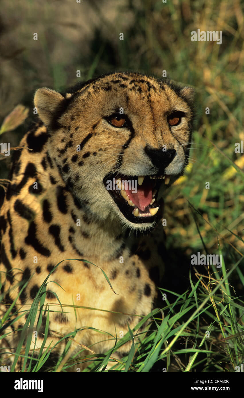 König Geparden (Acinonyx jubatus), selten melanistic Form von Geparden, kapama, Südafrika Stockfoto