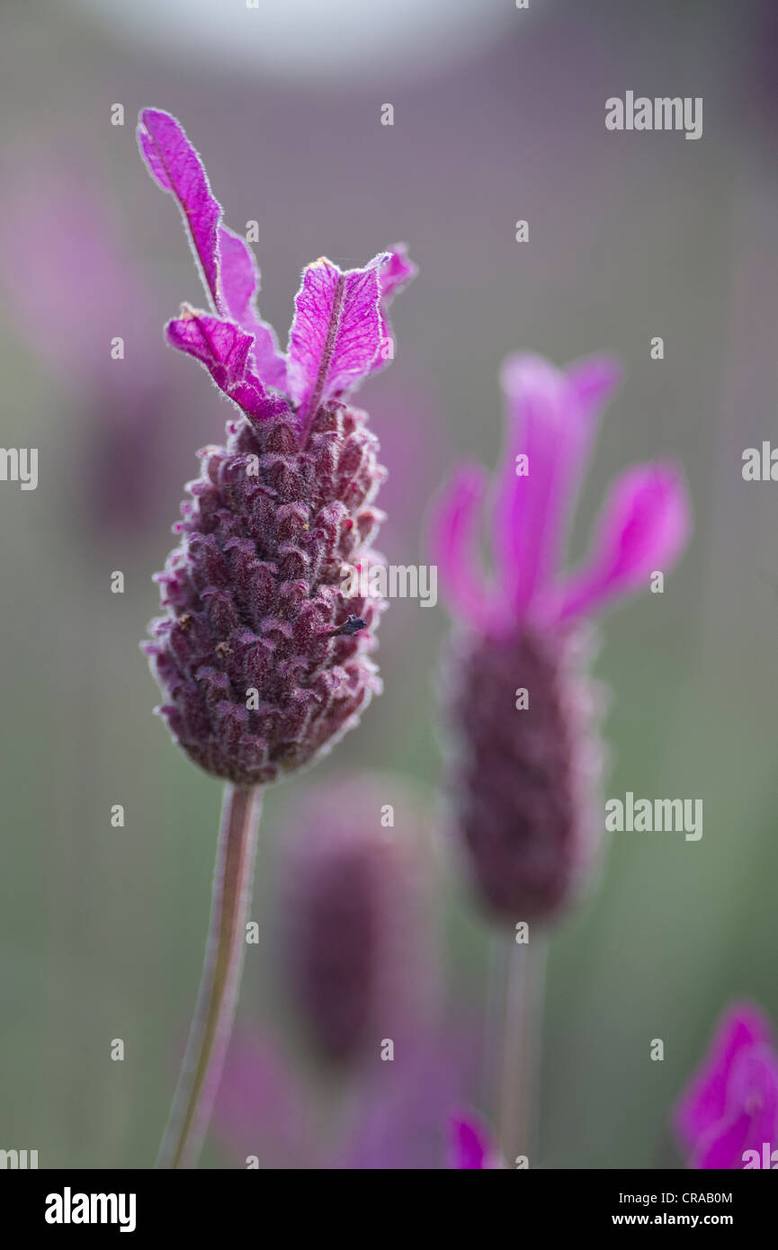 Französischer Lavendel, Spanisch Lavendel, Stoechas Lavendel oder Spitze Lavendel (Lavandula Stoechas), Extremadura, Spanien, Europa Stockfoto