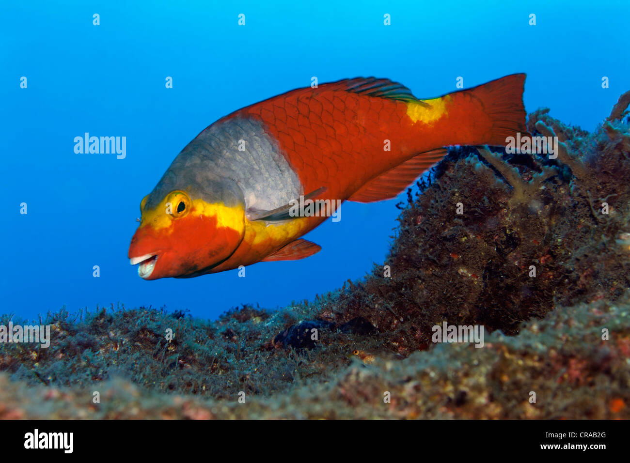 mediterraner-papageienfisch-fotos-und-bildmaterial-in-hoher-aufl-sung